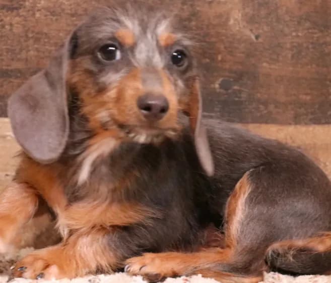 Wynnie blue/tan wirehair