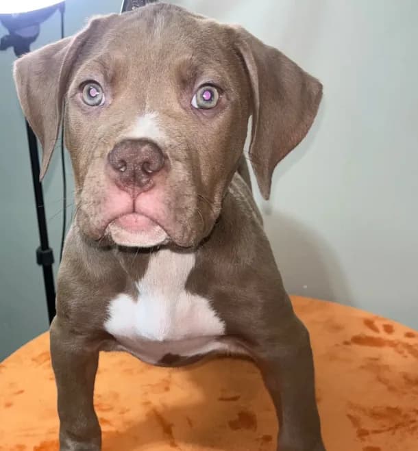 XL AMERICAN BULLY…