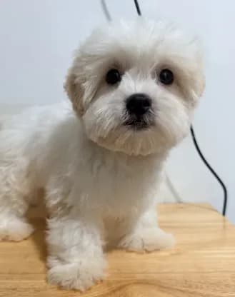 Blanco