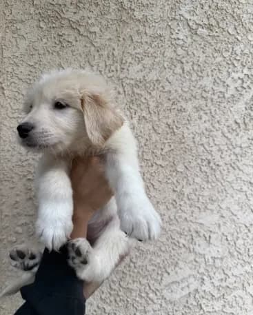 Otto