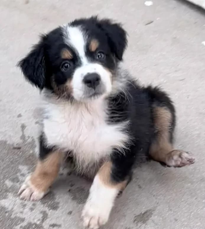Daisy - PUREBRED AUSTRALIAN SHEPHERD