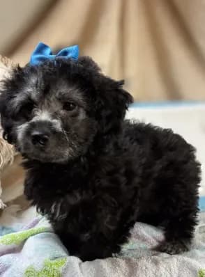 Puppy