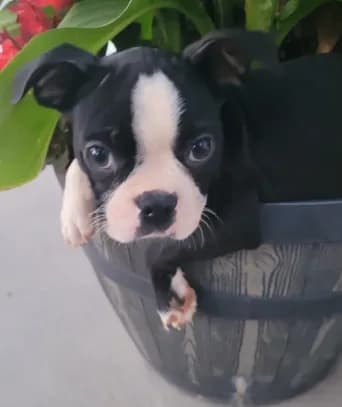 Bonita