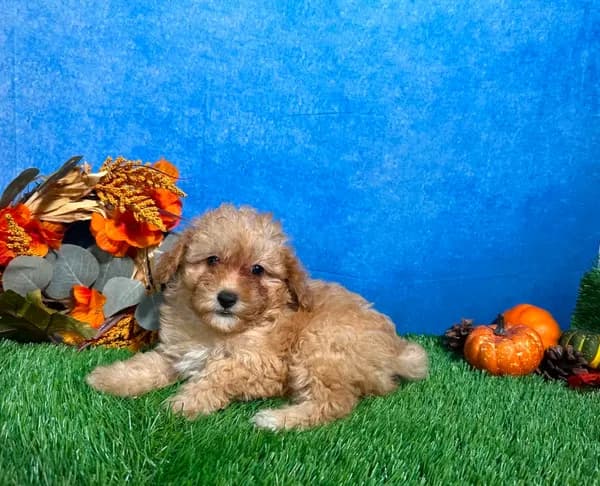 Macie