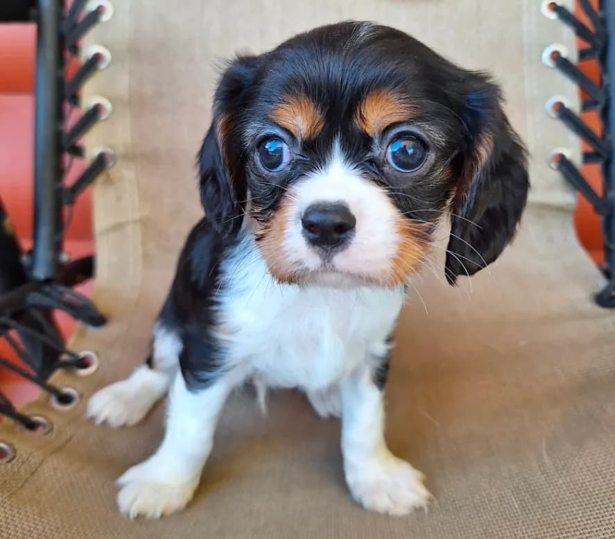 Hugo