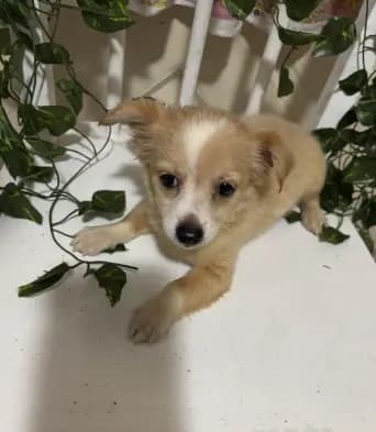 Cici