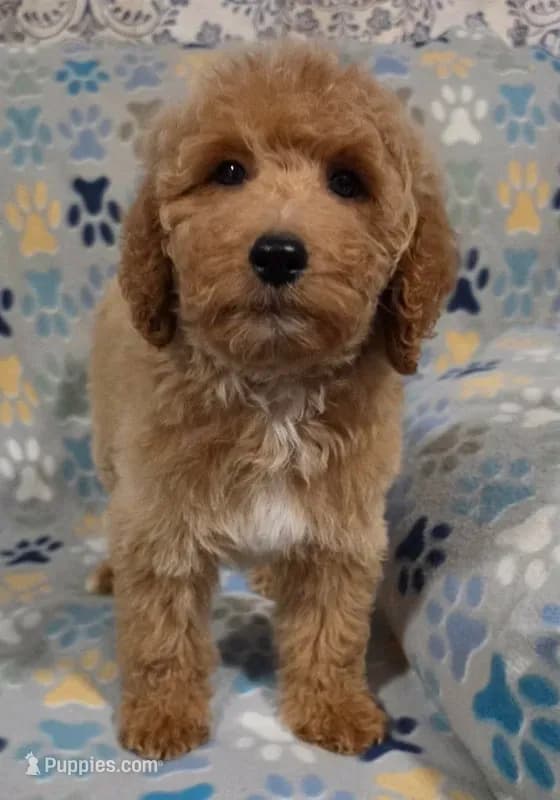 Goldendoodle puppy