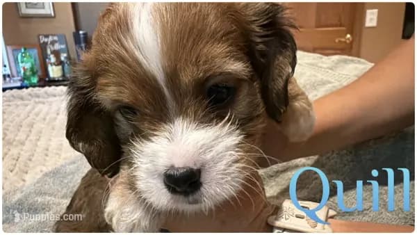 Cavapoo puppy