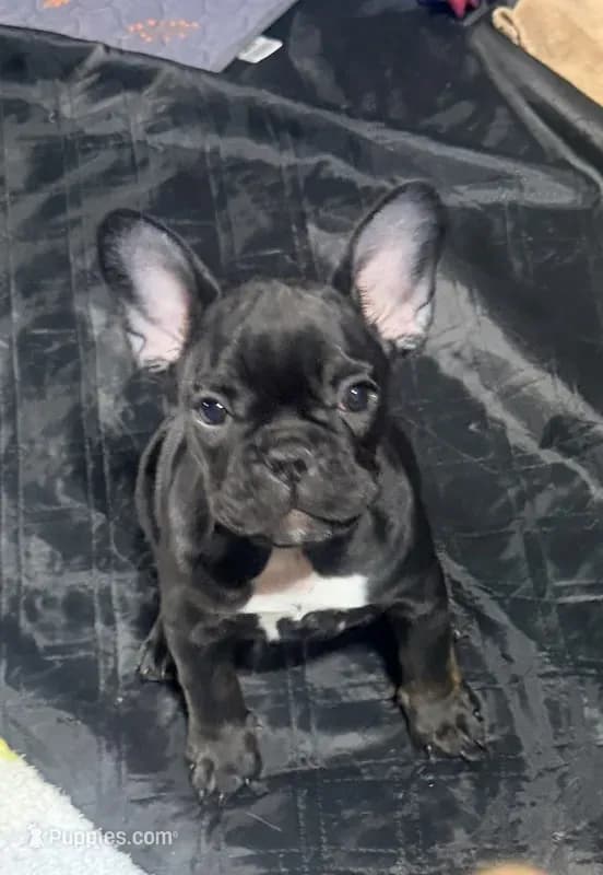 French Bulldog puppy