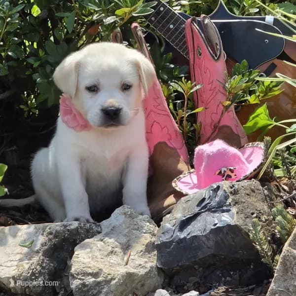 Labrador Retriever puppy