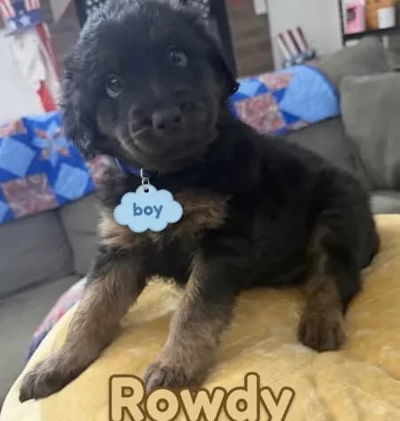 Rowdy