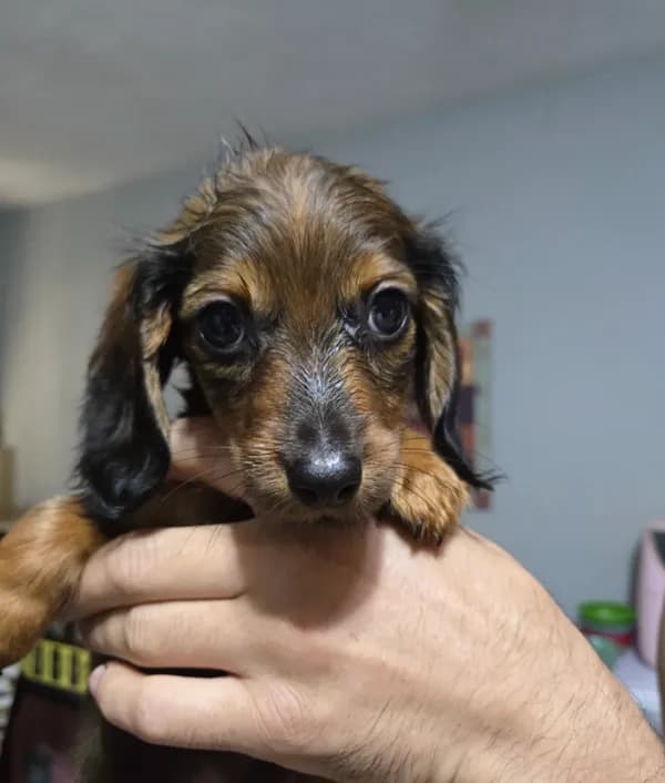 Doxie 2