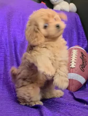NEW PUPPY GOLDEN little KING FLUFFy