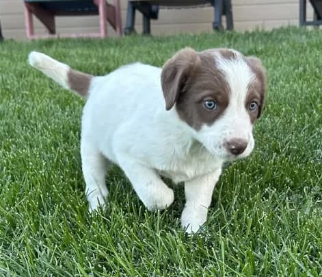 Male #5 - Border Collie