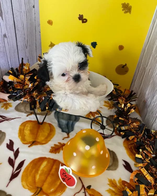 Shih Tzu 3
