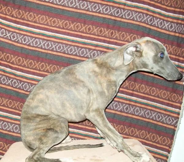 Violet (AKC) blue brindle