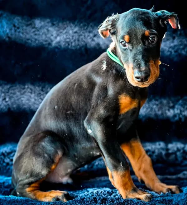 Green Male A Litter