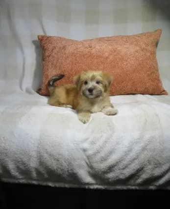 Male Morkie Puppy