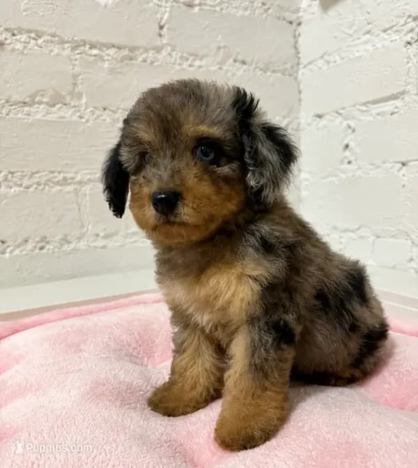 Mia