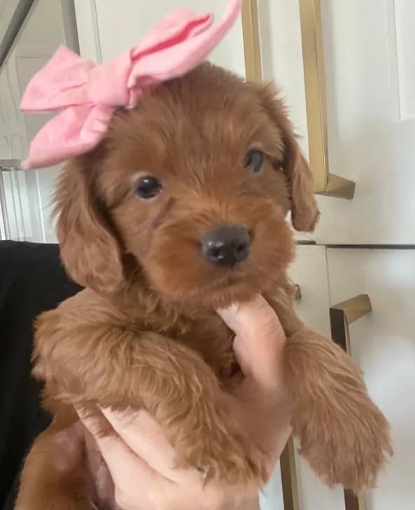 Harper (pick of the litter )