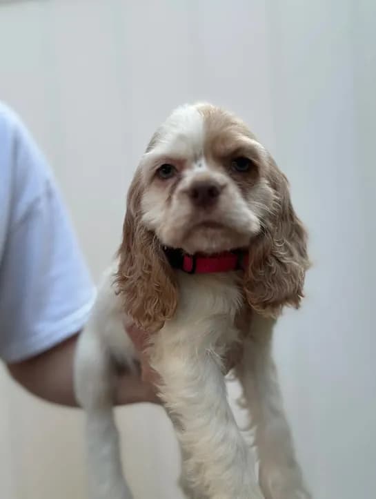 AKC American Cocker Spaniel Girl#1