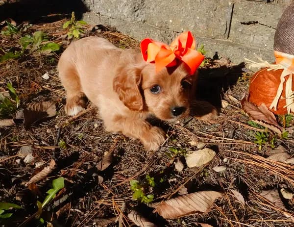 Trixie