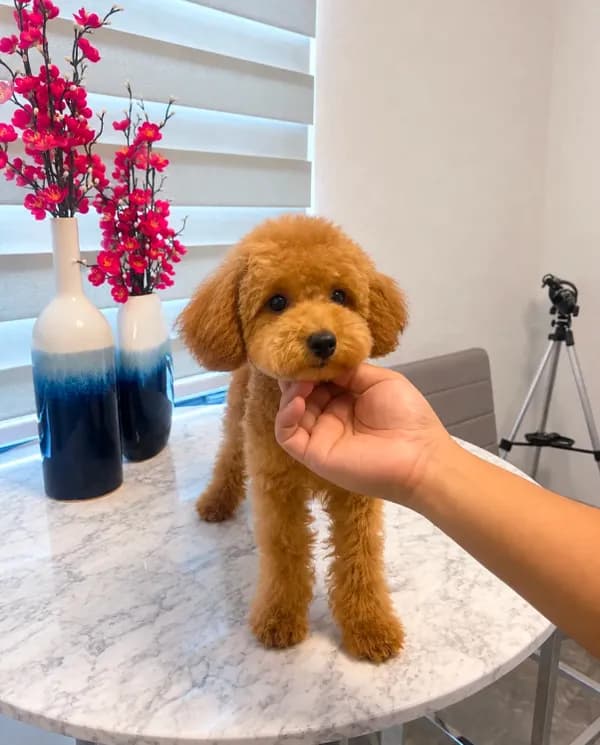 AKC-Mochi