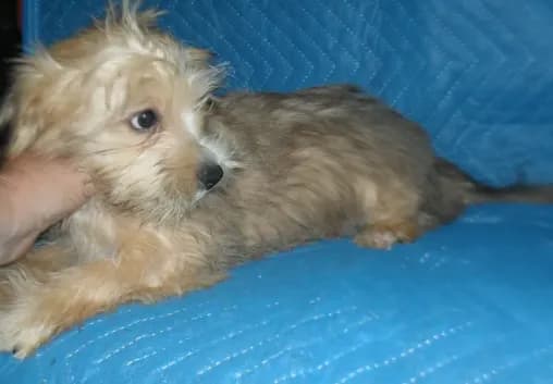Max