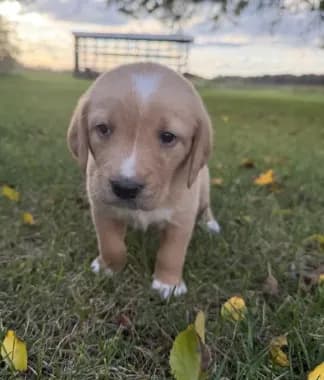 Rosie