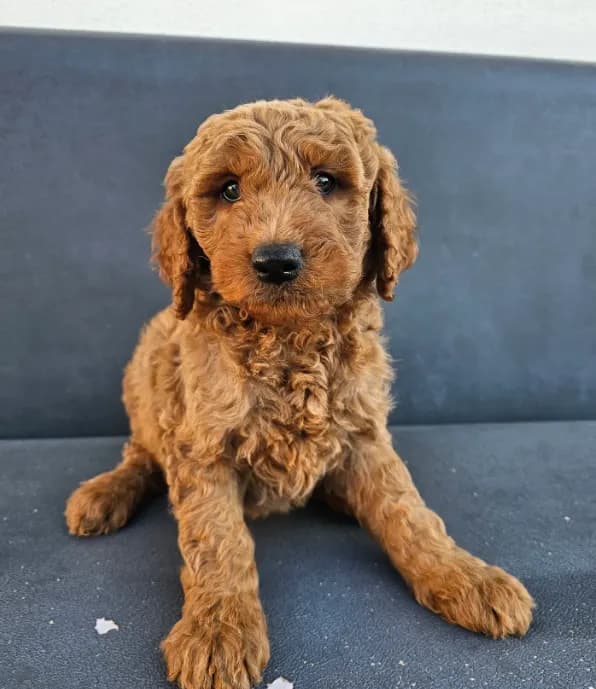 Milo