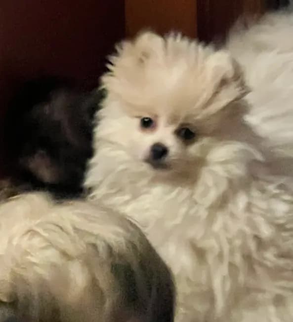 Puppy