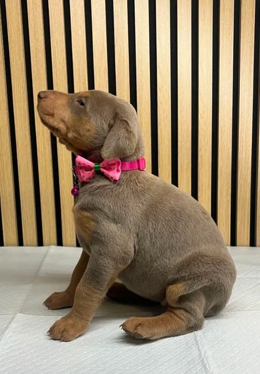 Fawn female