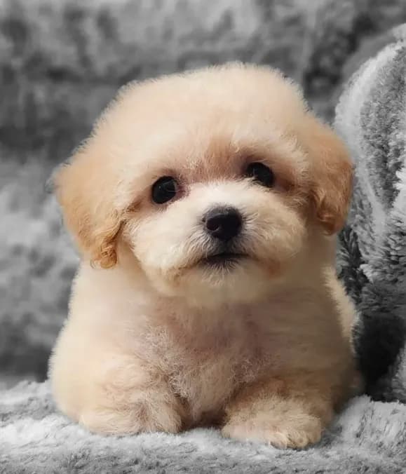 Sugar Plum