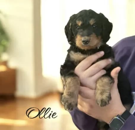 OLLIE