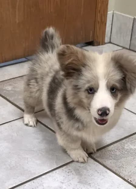 Extra Fluffy Blue Merle Boy