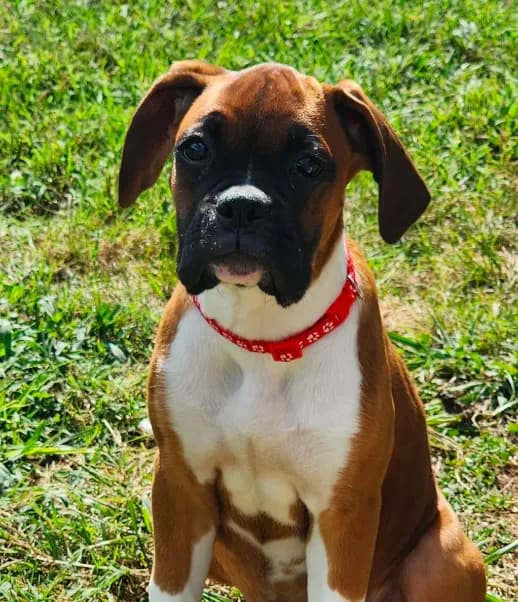 Red Collar Female