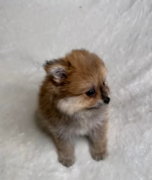 Penny