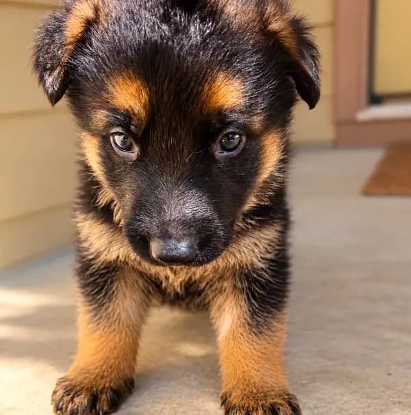 Capone