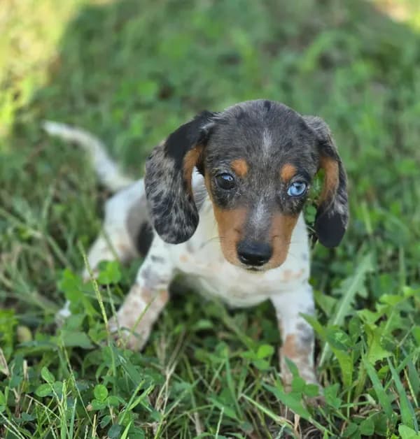 Dapple Piebald Female