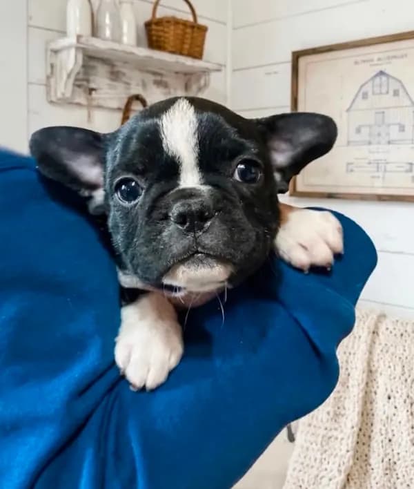 Milo