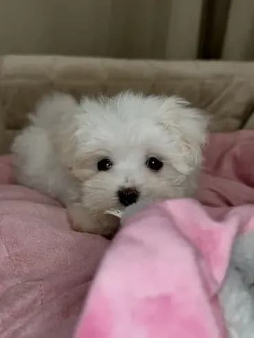 Sophie