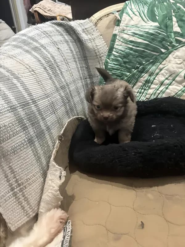 Teacup. Jessie
