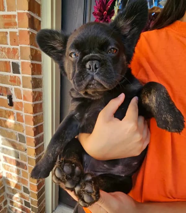 Pinkie- beautiful, sweet, fully vaccinated and crate trained