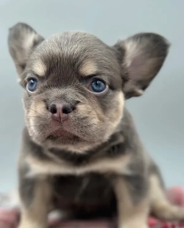 Everest
