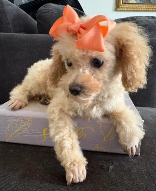 Bella AKC