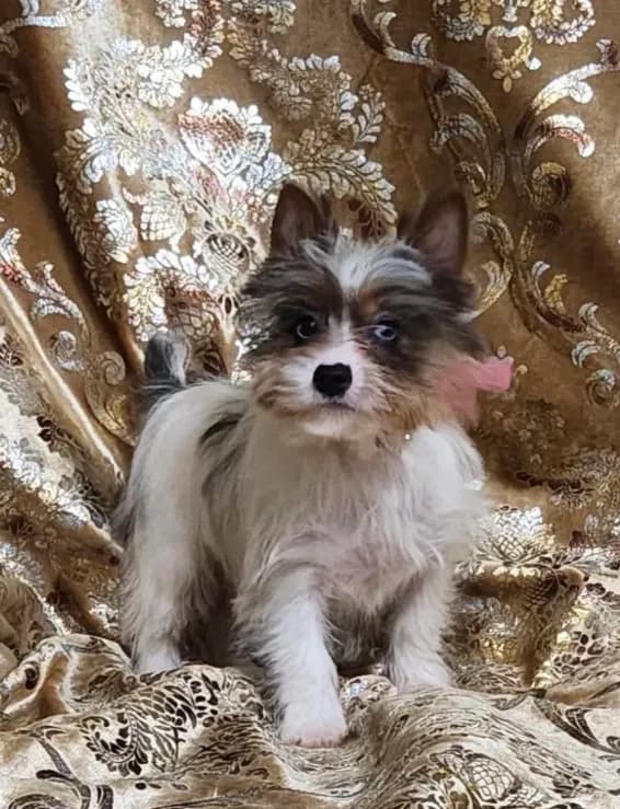 Yorkie Girl Anastasia