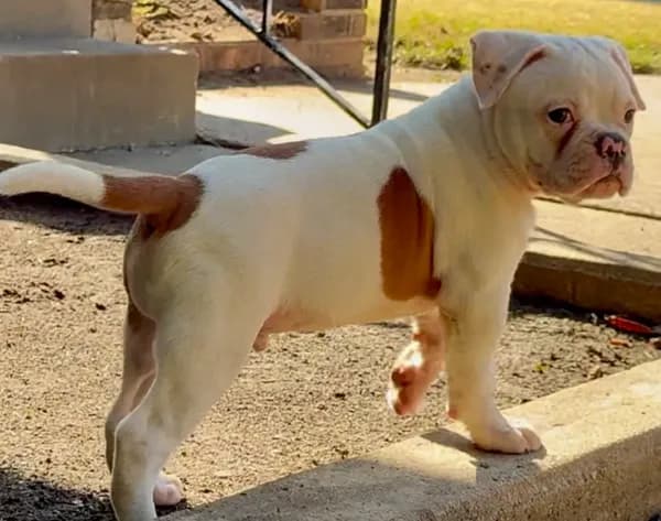 M2