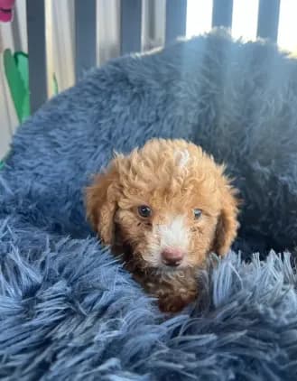 Male 6 poodle
