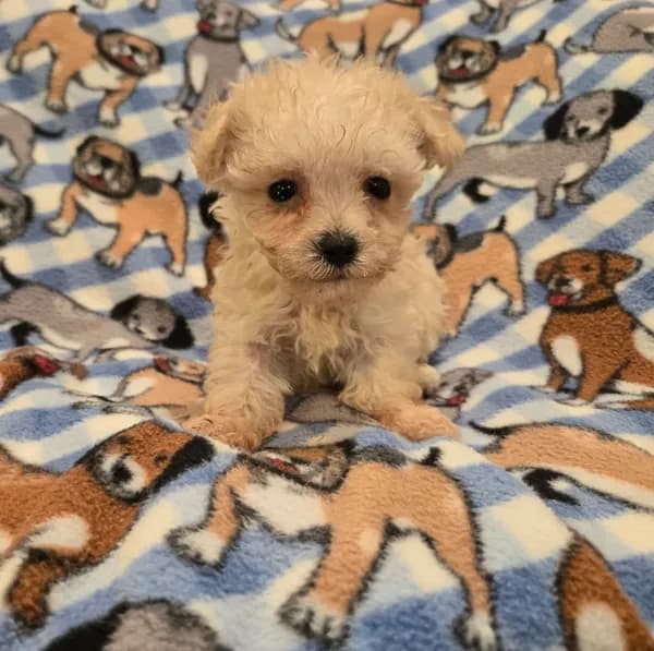 Yorkiepoo /Maltese