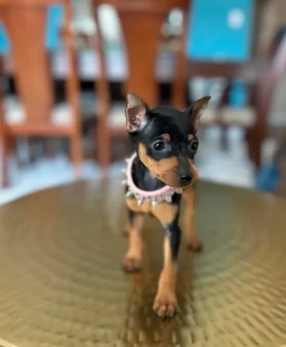 Roxxy